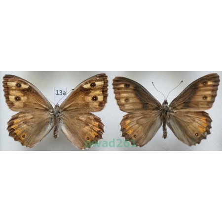 Hipparchia semele (Linnaeus, 1758) pair Czech13a